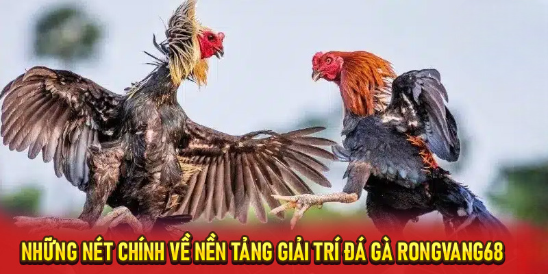 Đá Gà RongVang68 – Sân Chơi Cá Cược Cho Tín Đồ Chiến Kê